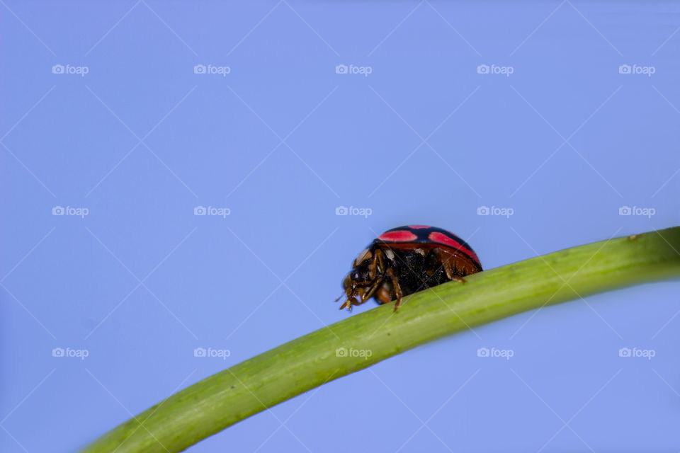 ladybug on a leaf stem