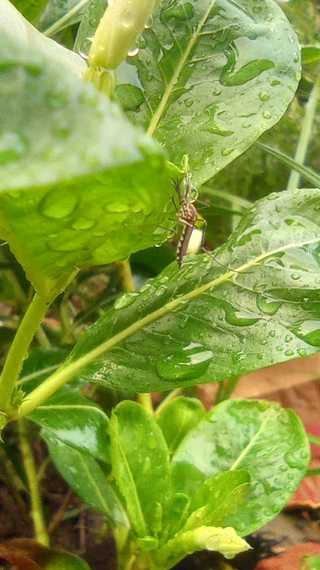mosquito_photos