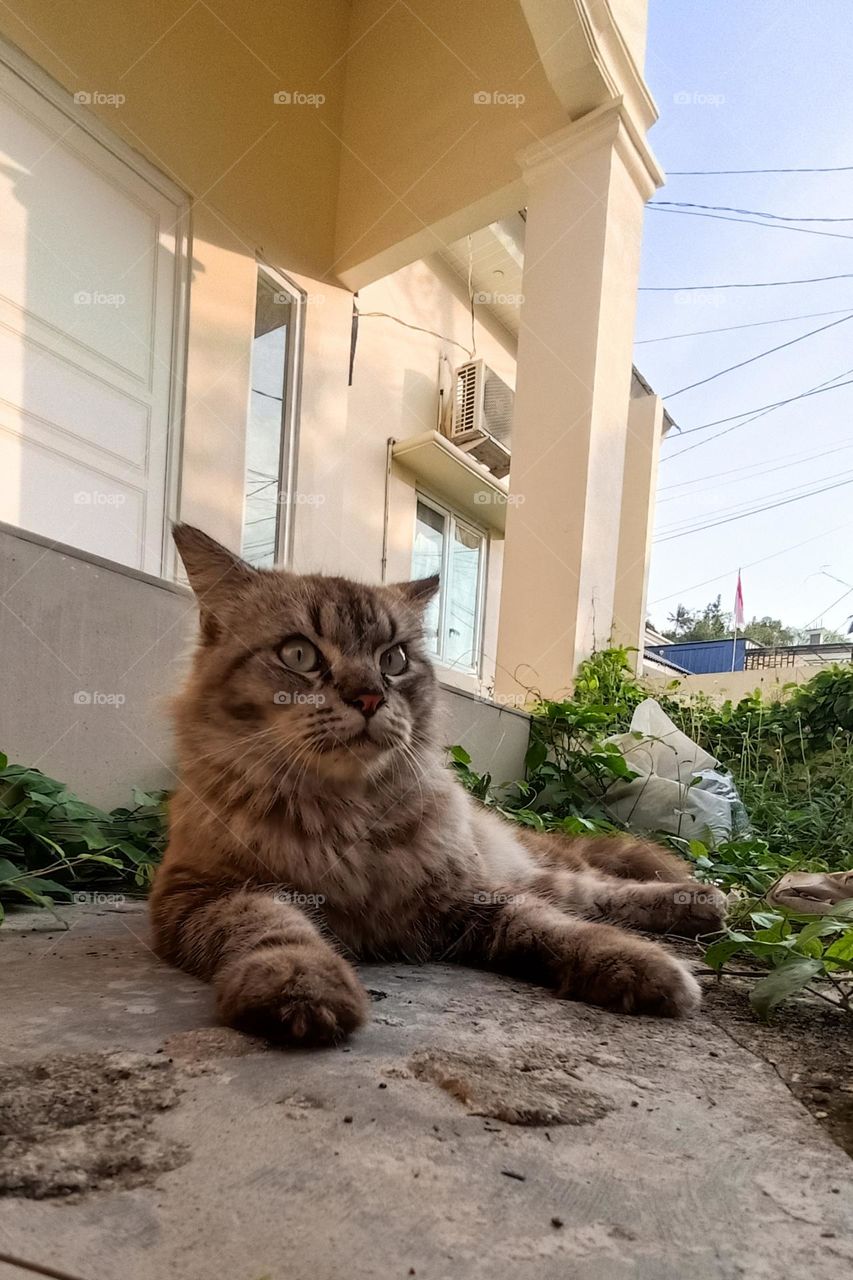 a long-haired cat sitting relaxed outside the house