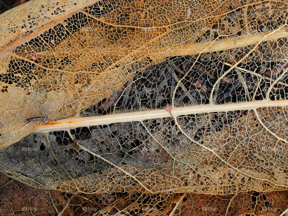 Decaying Leaves