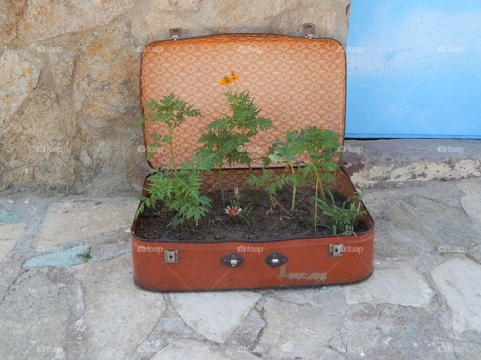 A suitcase filled with plants on the streets of turkey 