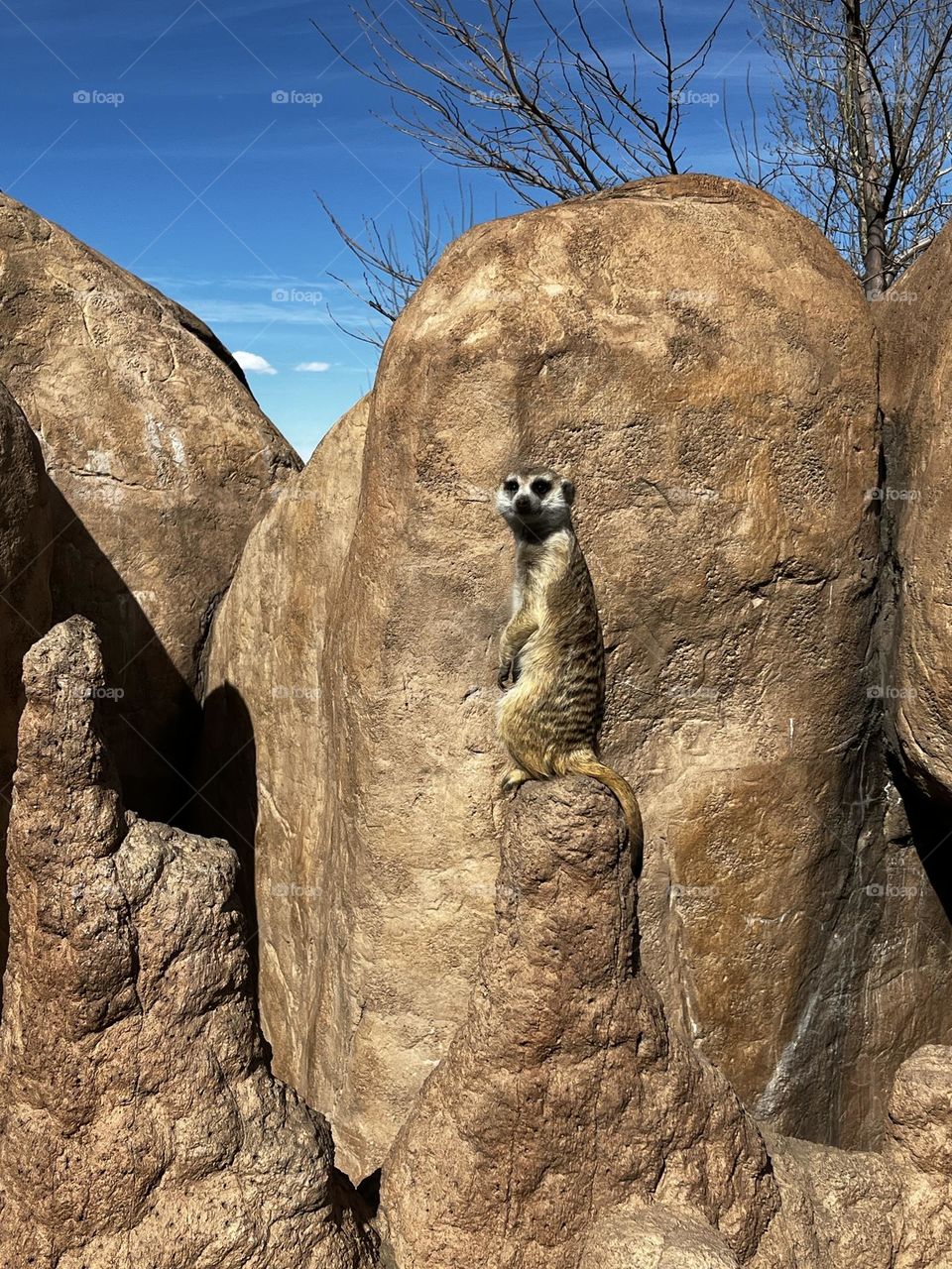 Meerkat 