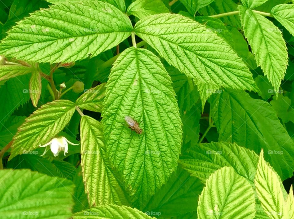 Raspberry Leaves