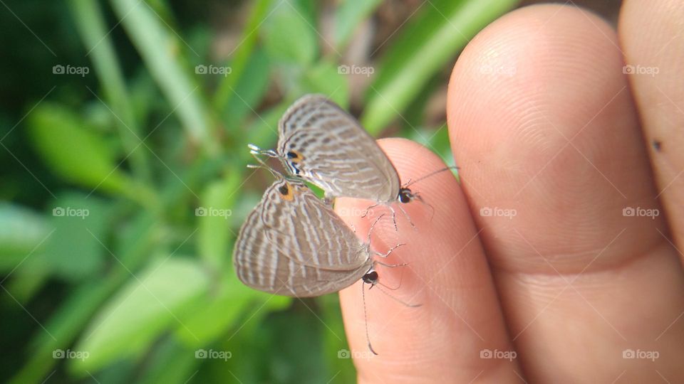 A pair of little butterflies perched on the fingertips
