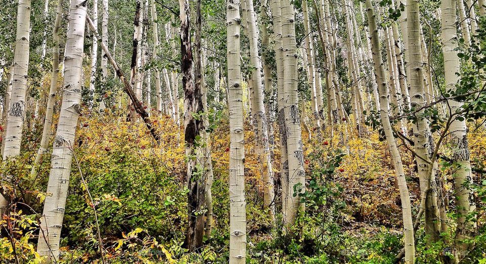 Aspen trees during autumn