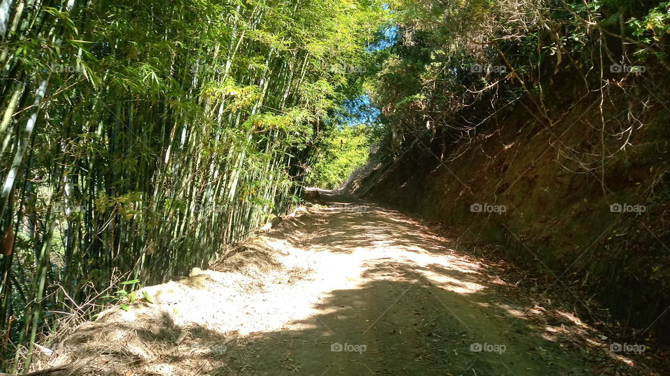 ARBUSTOS BAMBU CAMINHO