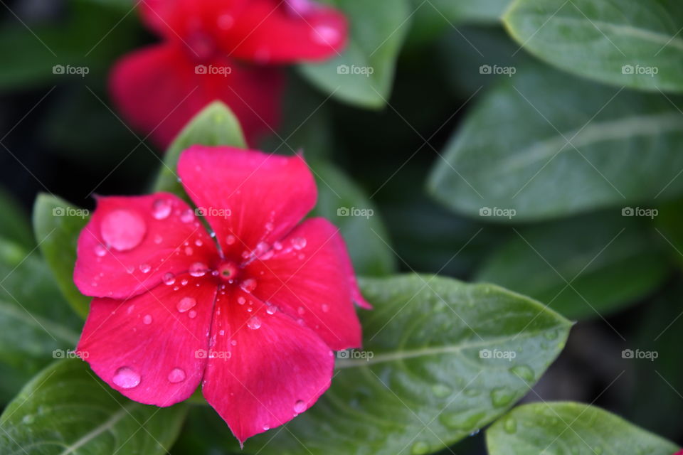 red flower with