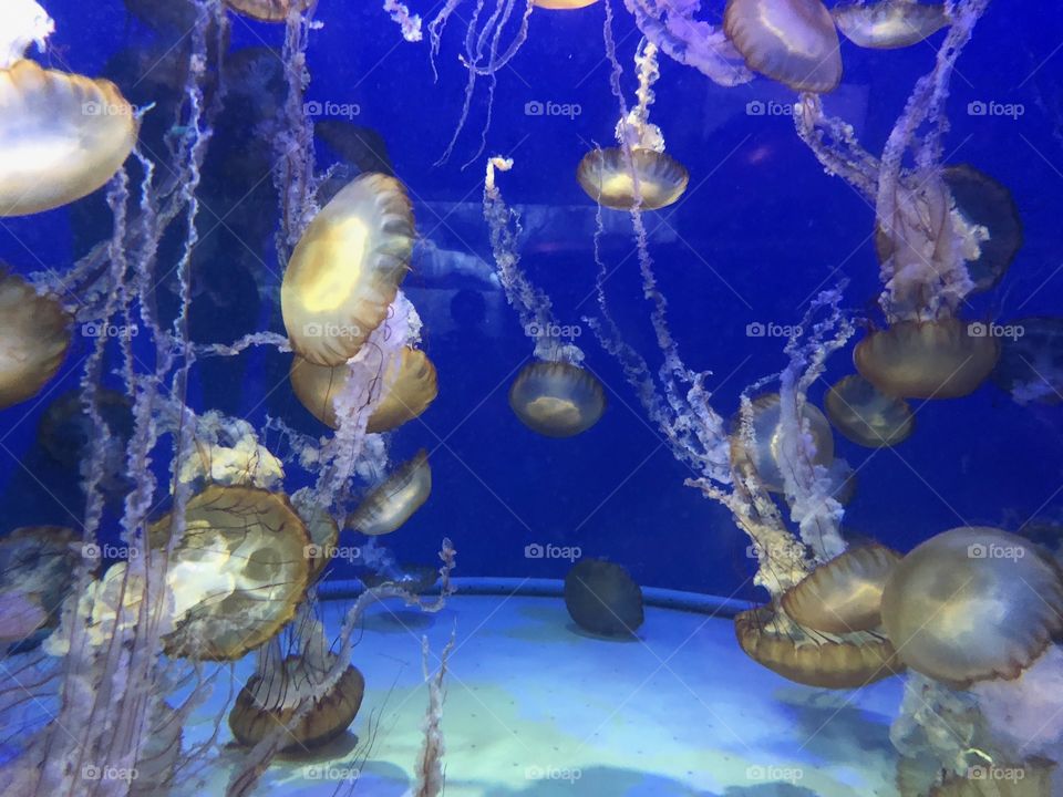 Beautiful Jellyfish swimming 