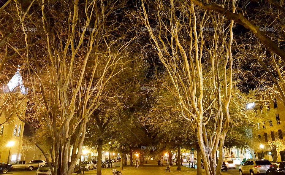 night trees