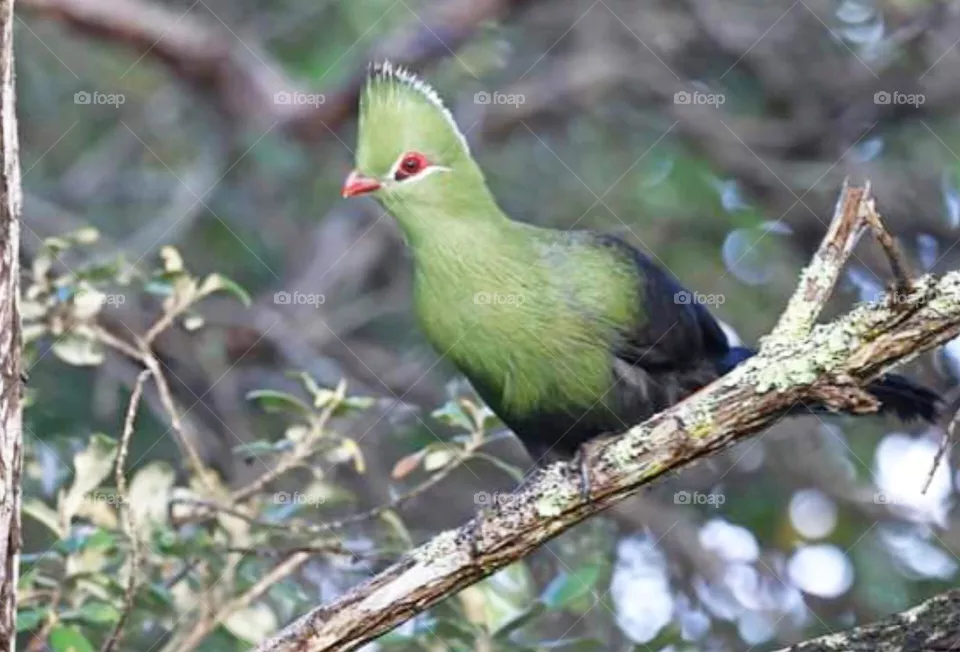 bird
