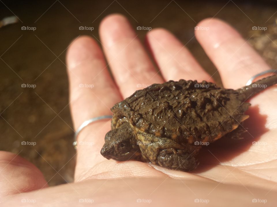 Baby Snapping Turtle