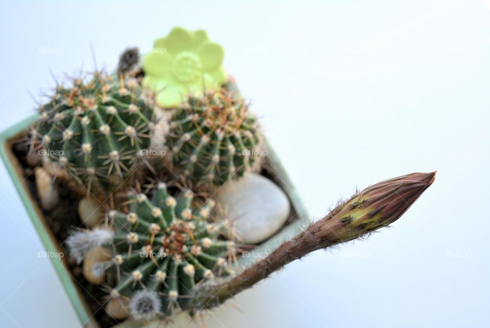 cactus house plants in pot round beautiful texture