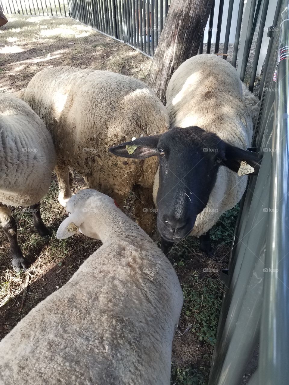 sheep in a pen
