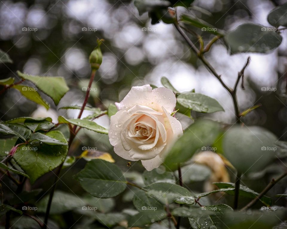 rosas del jardín