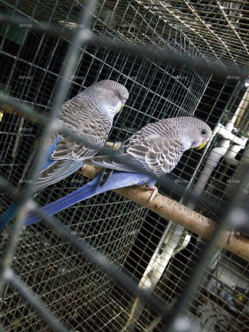 birds in pet shop