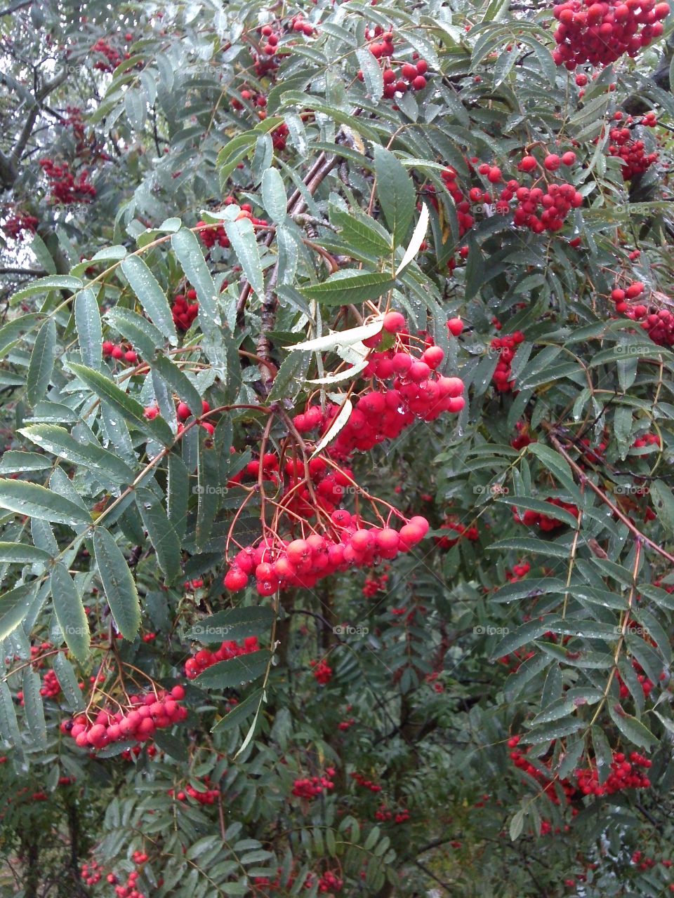 rowanberry