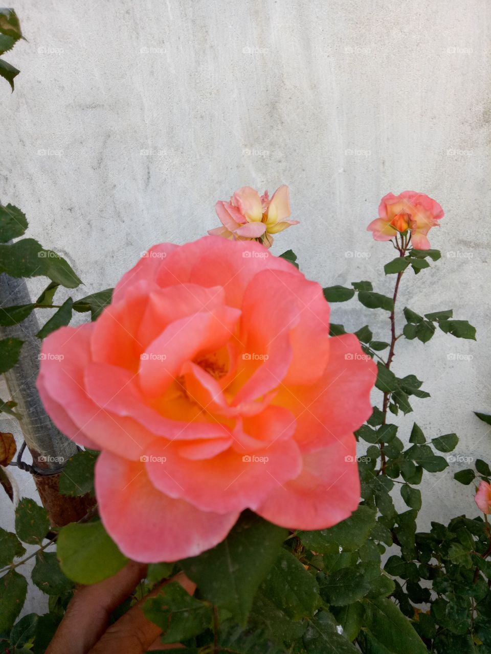 Flower, Rose, Flora, Nature, Floral