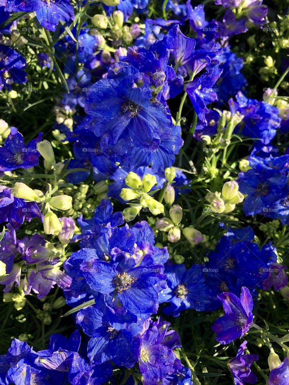 Bright blue delphiniums 