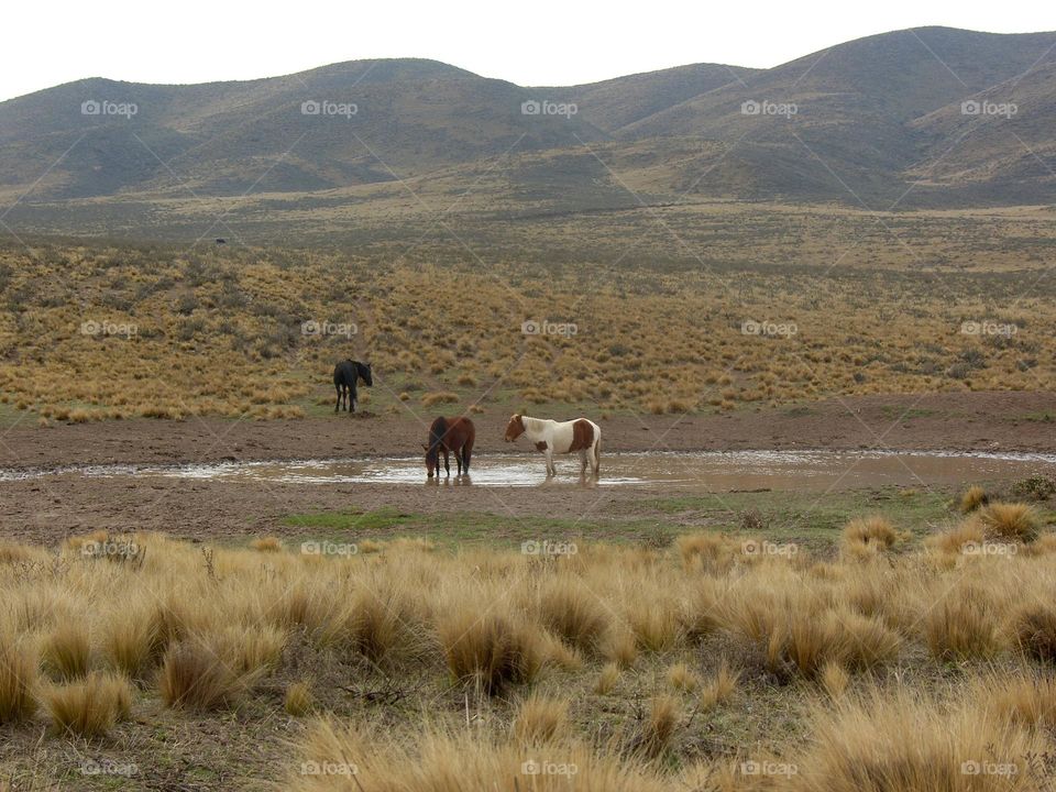 en la pradera