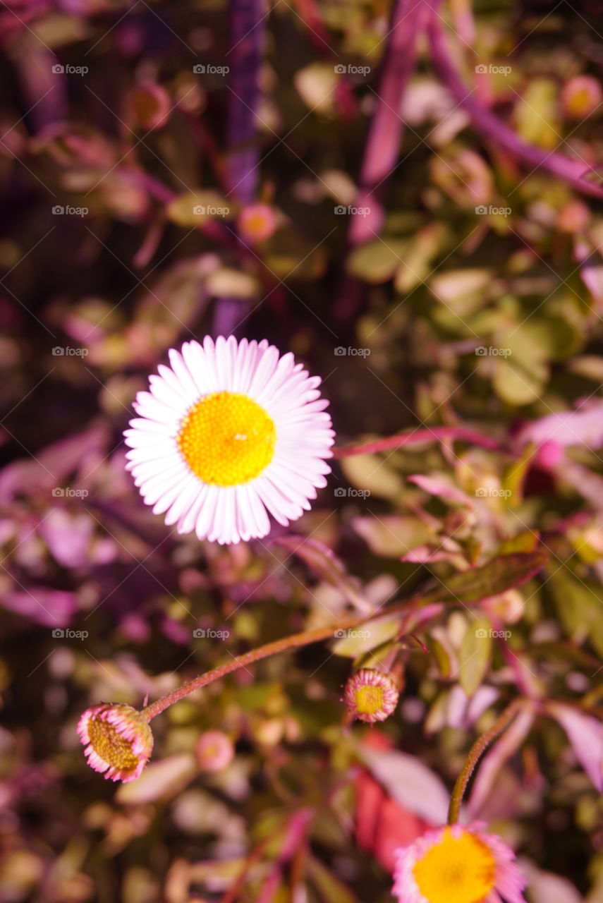 Daisy 
Springs 
California Flower