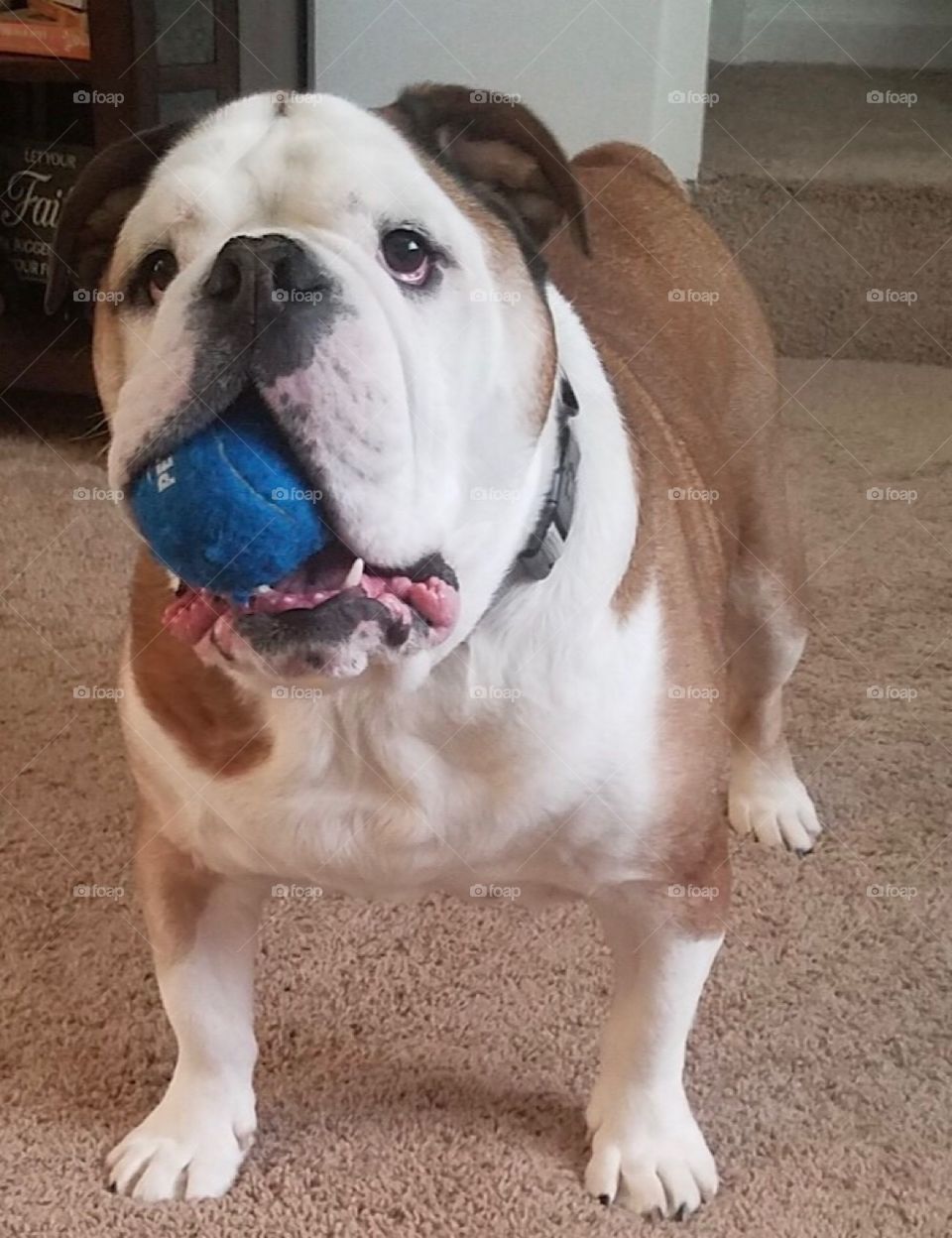 English bulldog playing with a blue tennis ball 