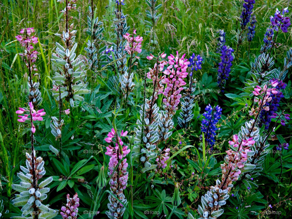 sweden flowers field flower by ylvafloreman