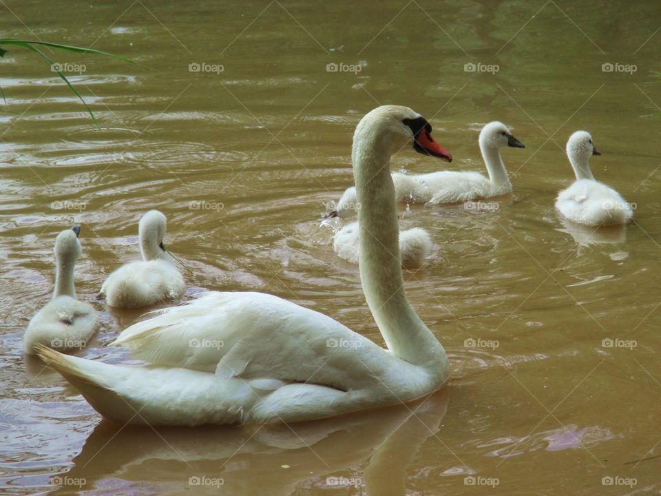Familia de cisnes en el estanque