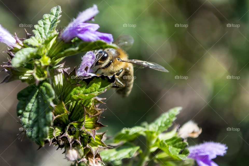 Bee.