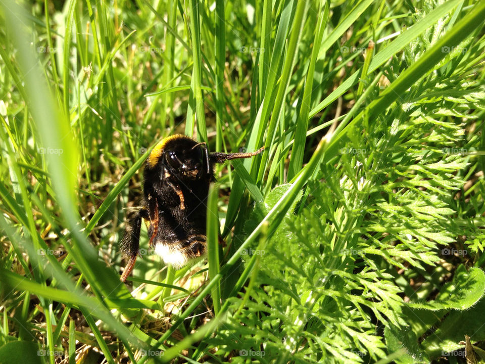 grass bee denmark big by andersdyr