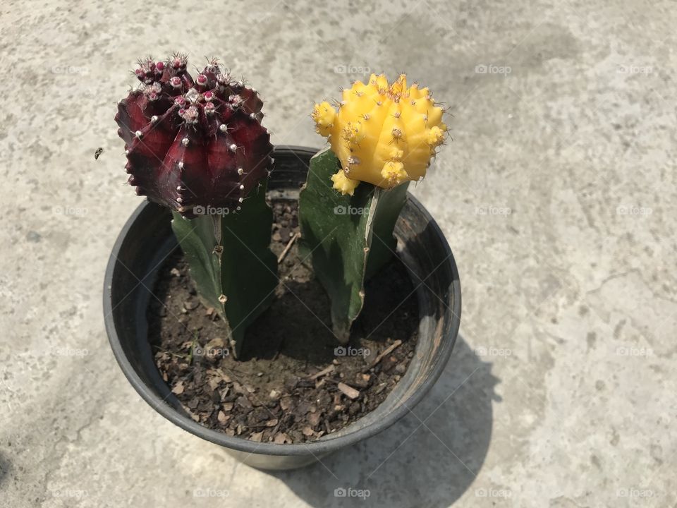 Mix moon cactus 