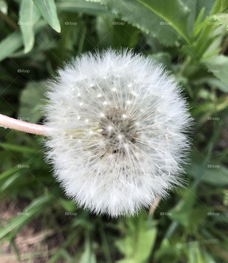 Dandelion Puff