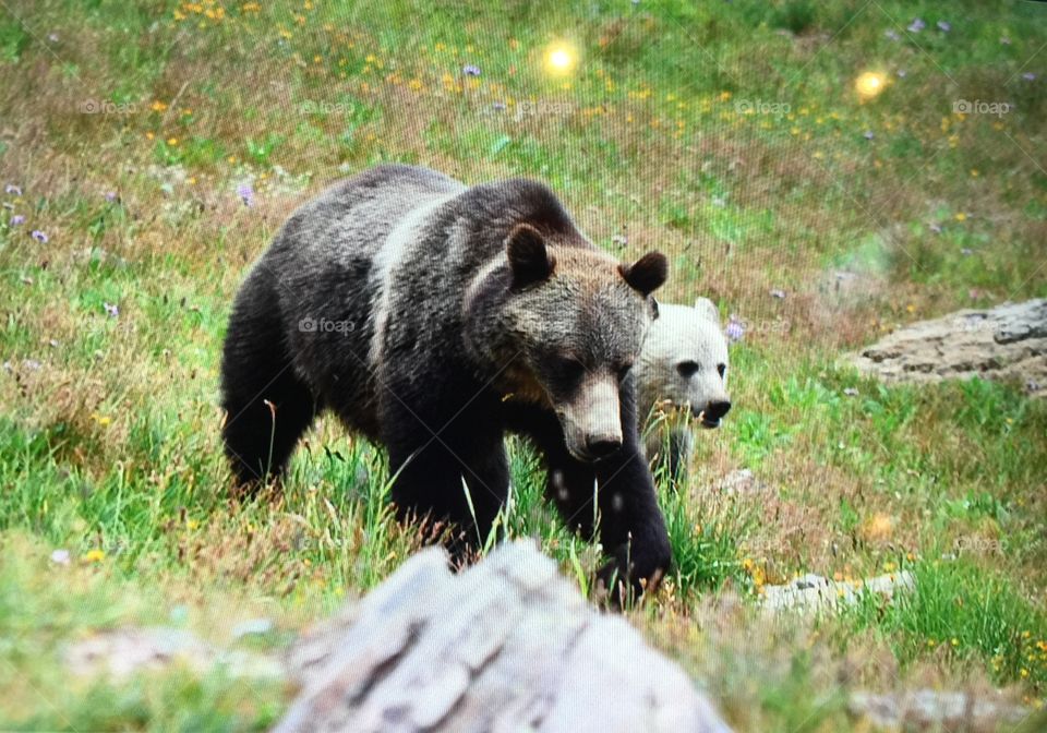 Grizzly sow and cub near hiking trail in Glacier National Park