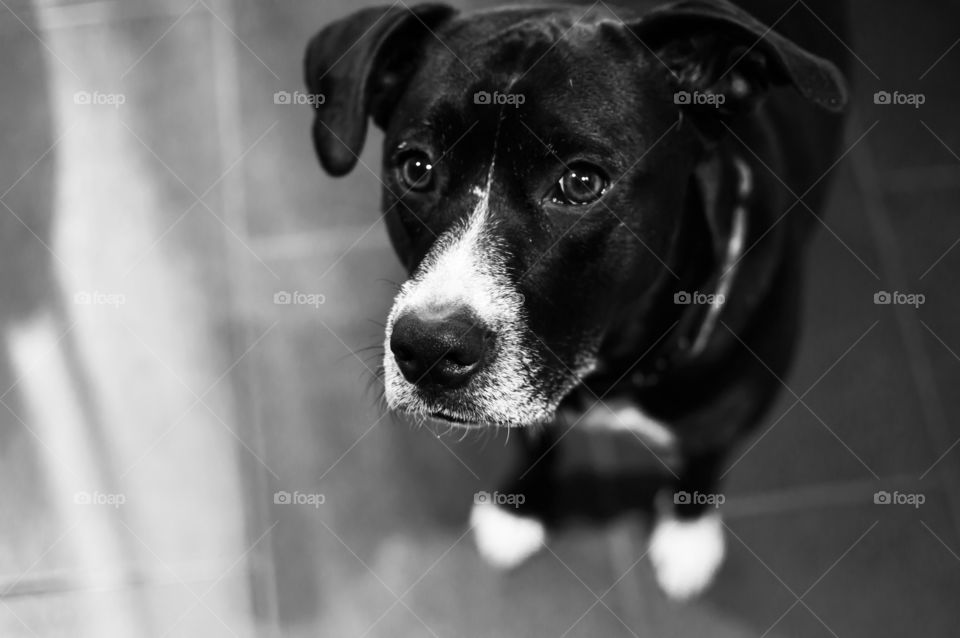 Beautiful black and white dog portrait of adorable family dog with big puppy dog eyes looking up with floppy ears 
