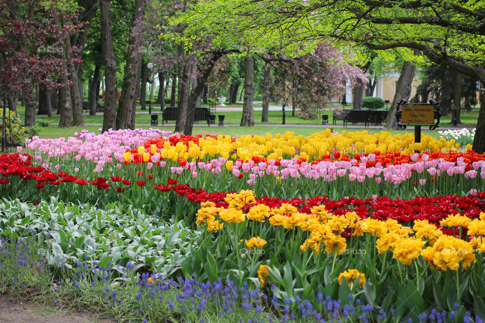 Tulips in the city park