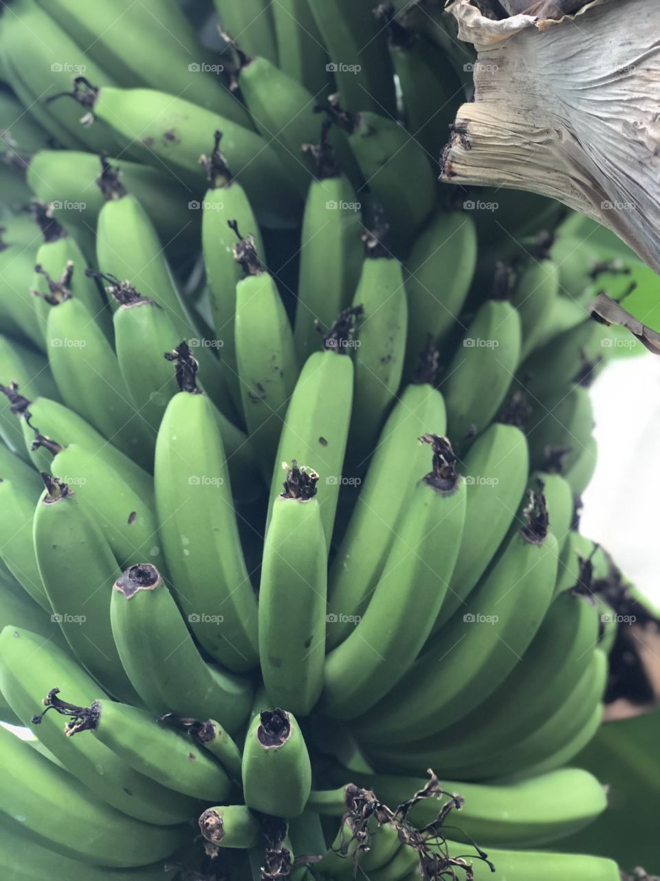 Group of Green bananas still on the tree 