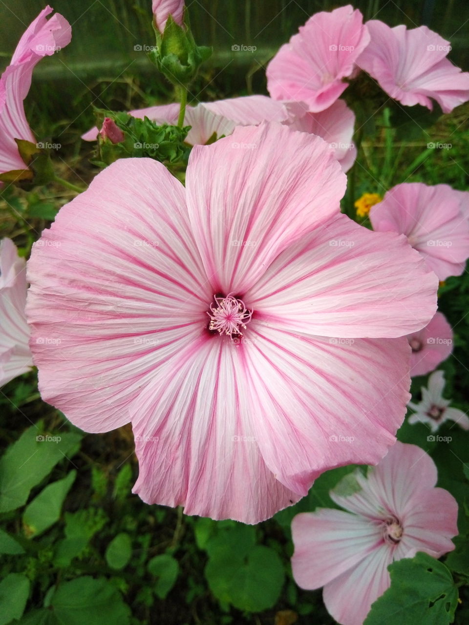 Цветы.флора.сад.природа