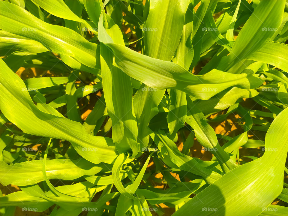 Millet Fields on the outskirts of Rajasthan, Bajra fields. Green millet field with sky. Millet in agriculture field,