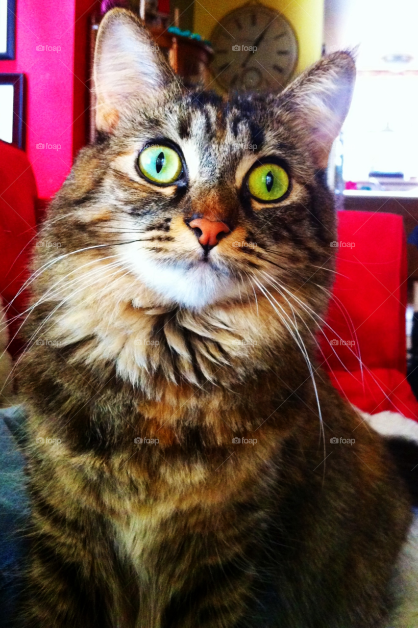 cat animal love home by emmanuelgr