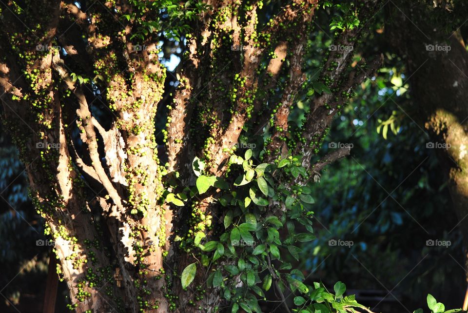 Brazil jabuticaba plant