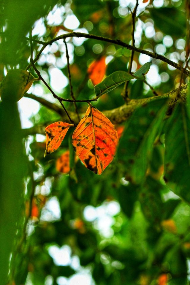 fall leaves
