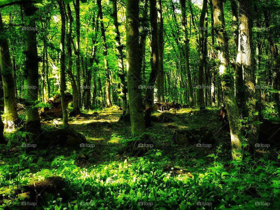 Green plant flower beauty nature greens outdoor