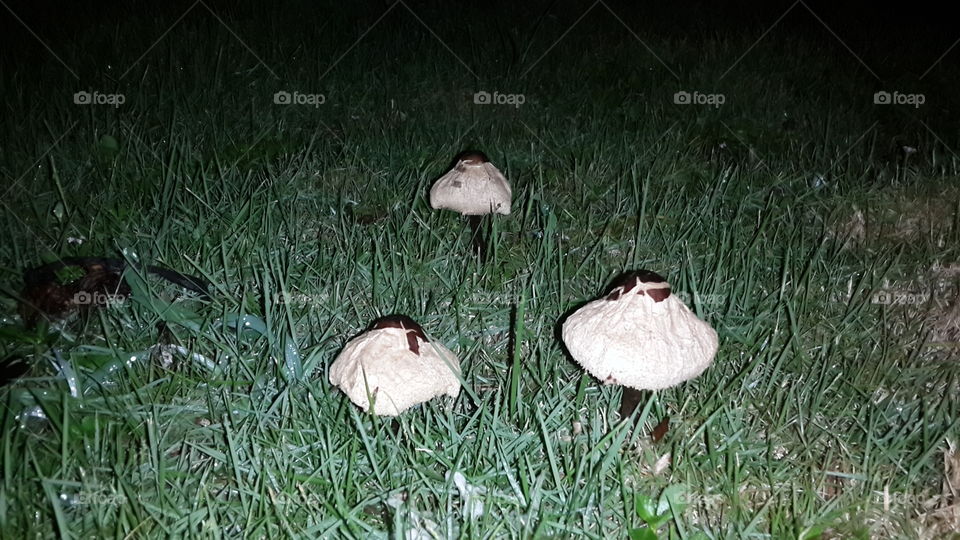mushroom. weird looking