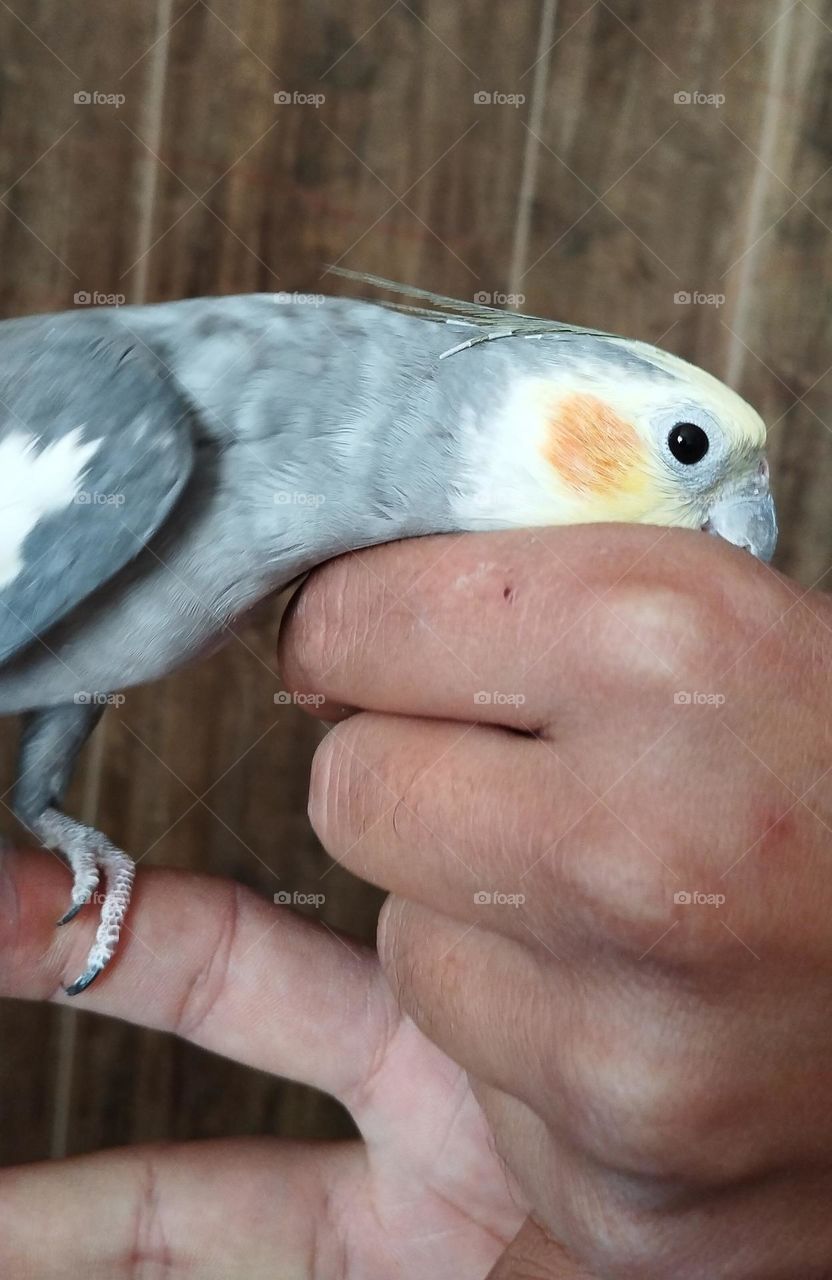 Cockatiels are vindictive whistlers and if you decide to keep this talking parrot, know that listening to all the noise and whistles is waiting for you. One of the most interesting facts about Dutch brides is that they need at least 14 hours😴🦜