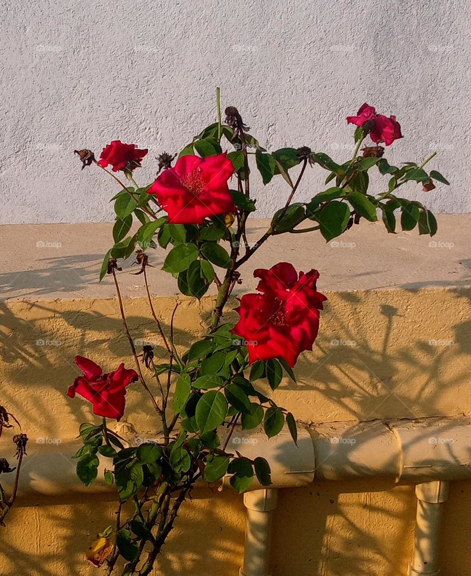 beautiful red 🔴 rose 🌹 flowers🌸🌺🌻🌹🌷🌼💐