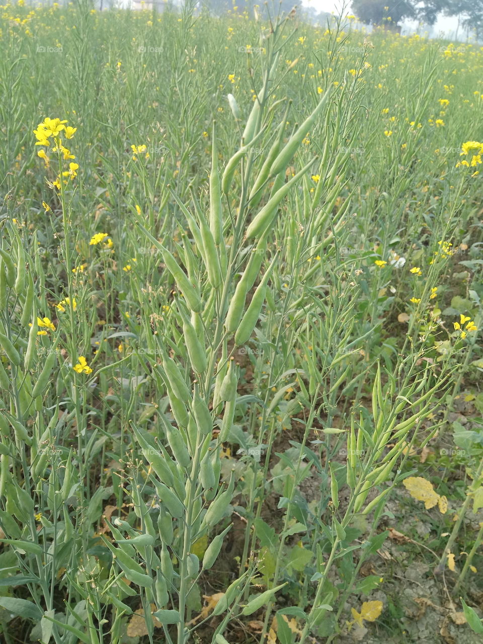 Flower, Field, No Person, Nature, Summer