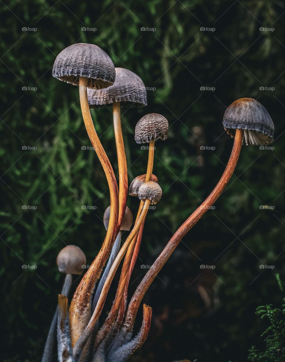 Wavy bonnet mushrooms with mossy background 