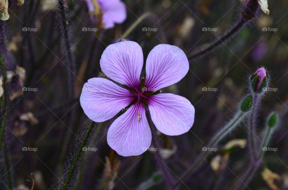 purple Flower
