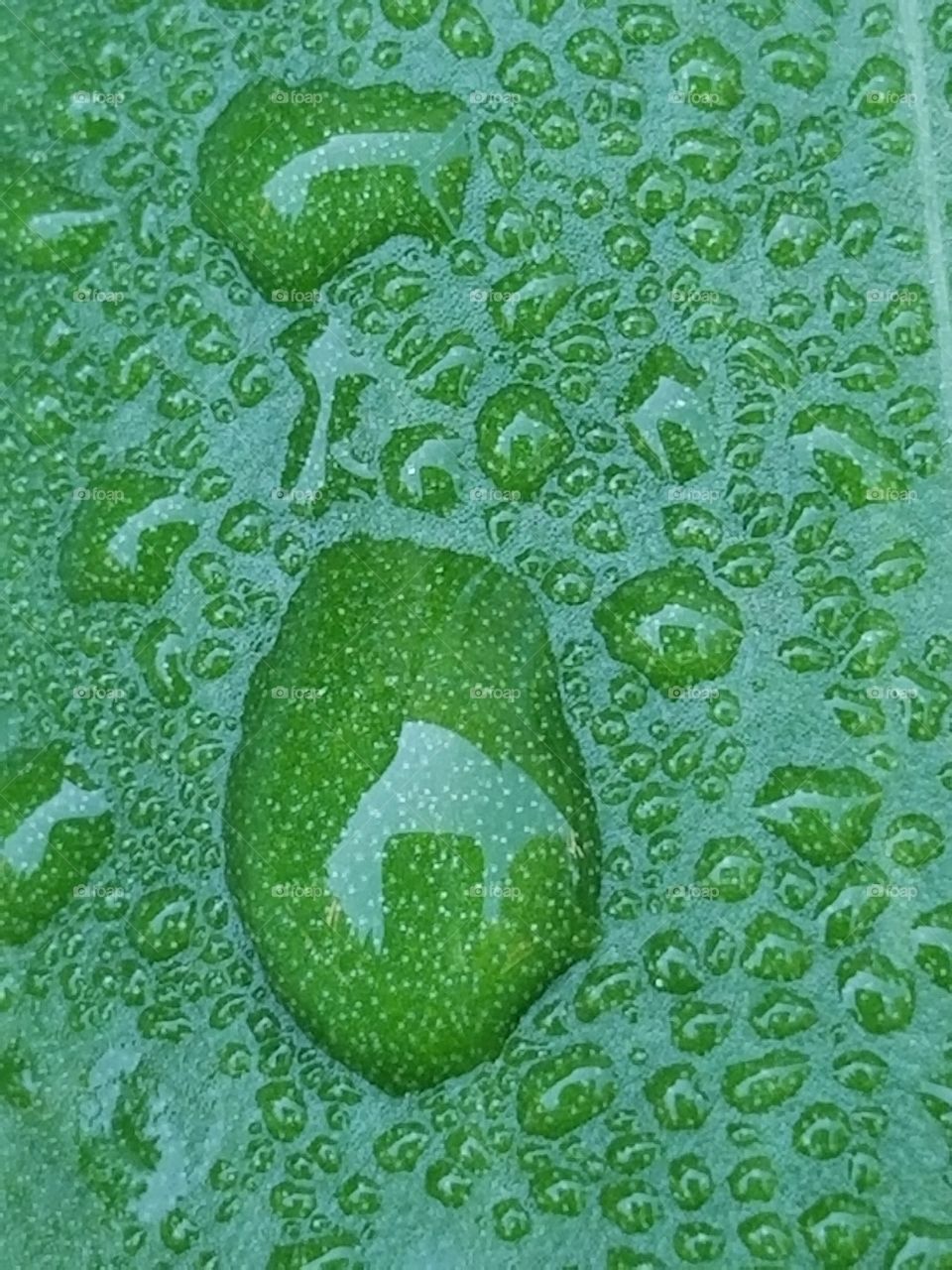 dew on green leaf