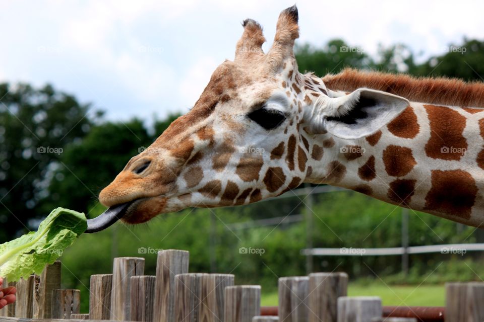 Close-up of giraffe feeding