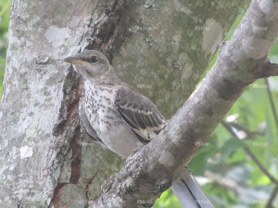 Bird in tree